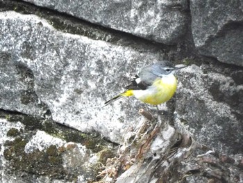 2023年2月25日(土) 平和の森公園、妙正寺川の野鳥観察記録