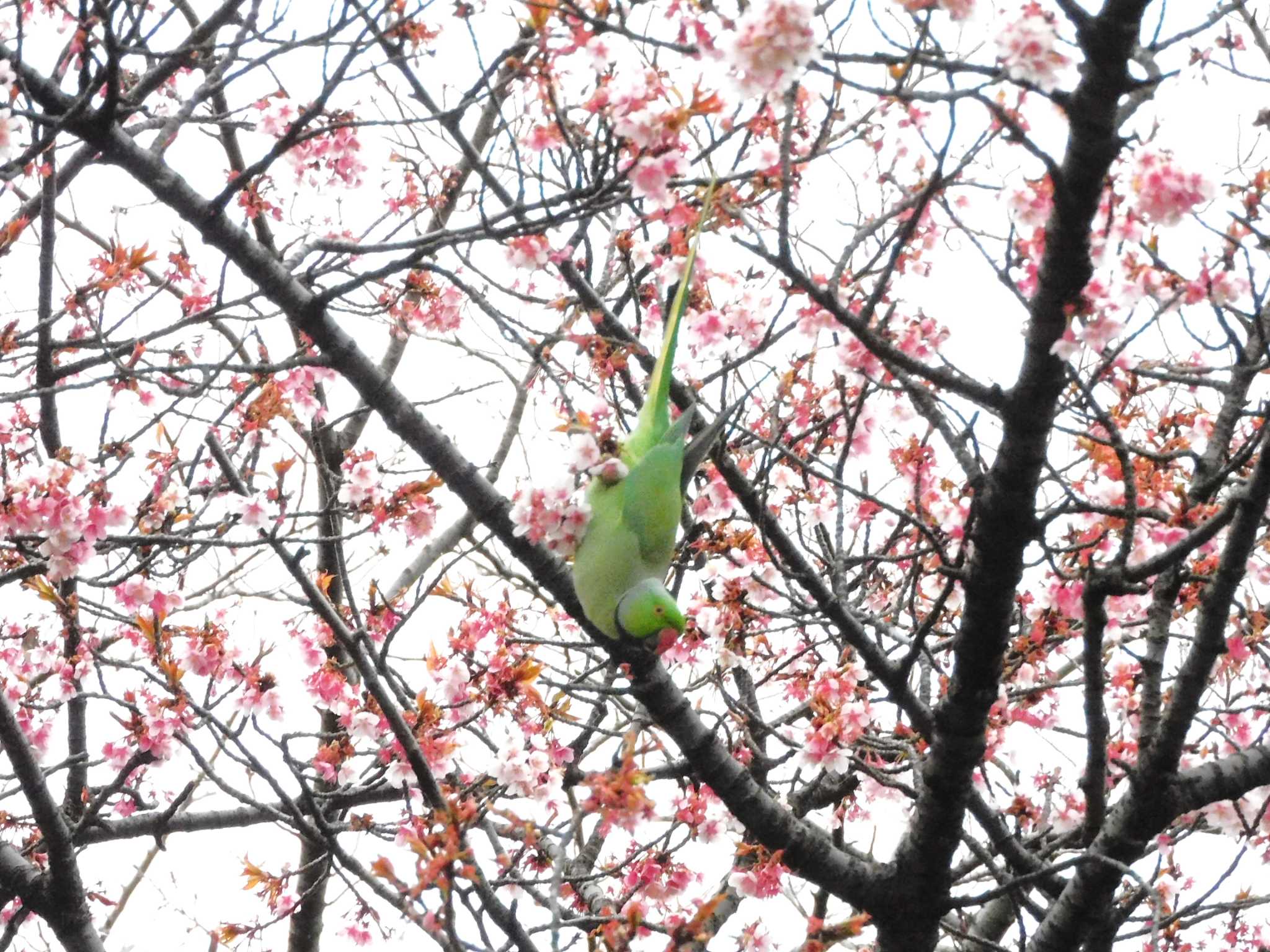 平和の森公園、妙正寺川 ワカケホンセイインコの写真 by morinokotori