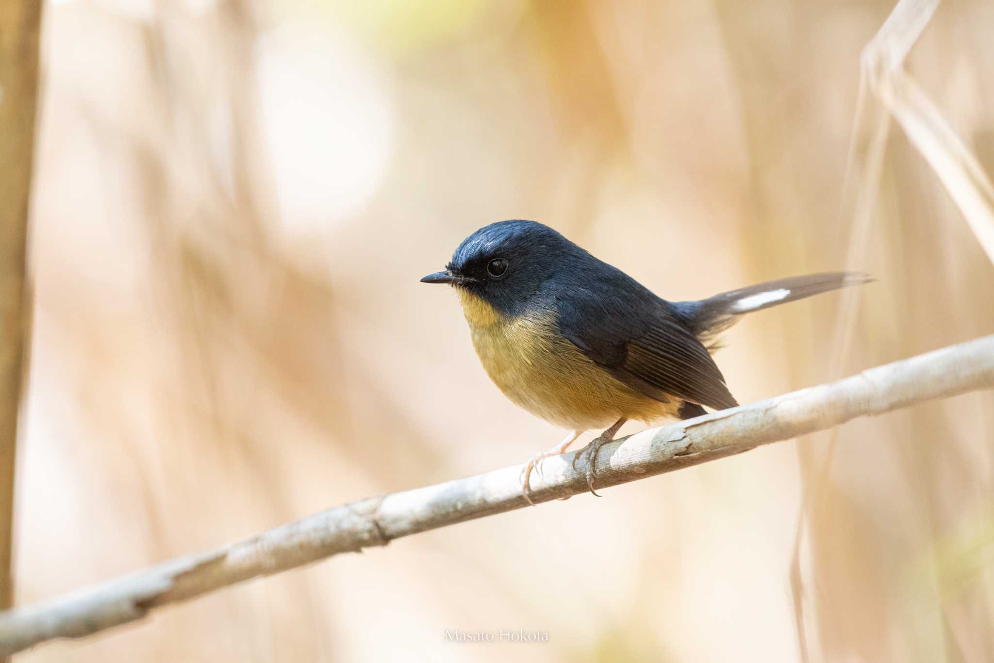 Photo of Slaty-blue Flycatcher at Doi Sanju by Trio