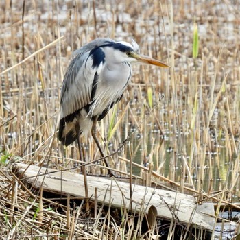 アオサギ 葛西臨海公園 撮影日未設定