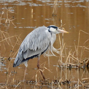 アオサギ 葛西臨海公園 2023年2月25日(土)