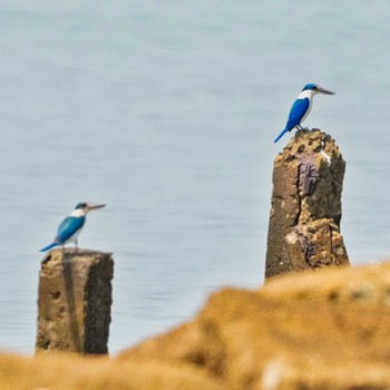 Collared Kingfisher Khlung District, Chanthaburi, Thailand Thu, 2/23/2023