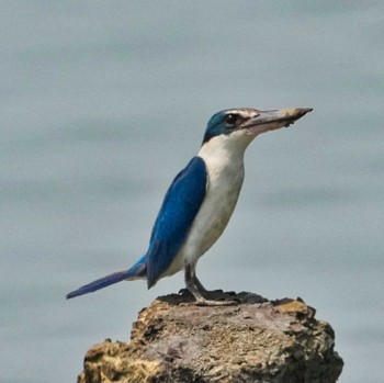 Collared Kingfisher Khlung District, Chanthaburi, Thailand Thu, 2/23/2023