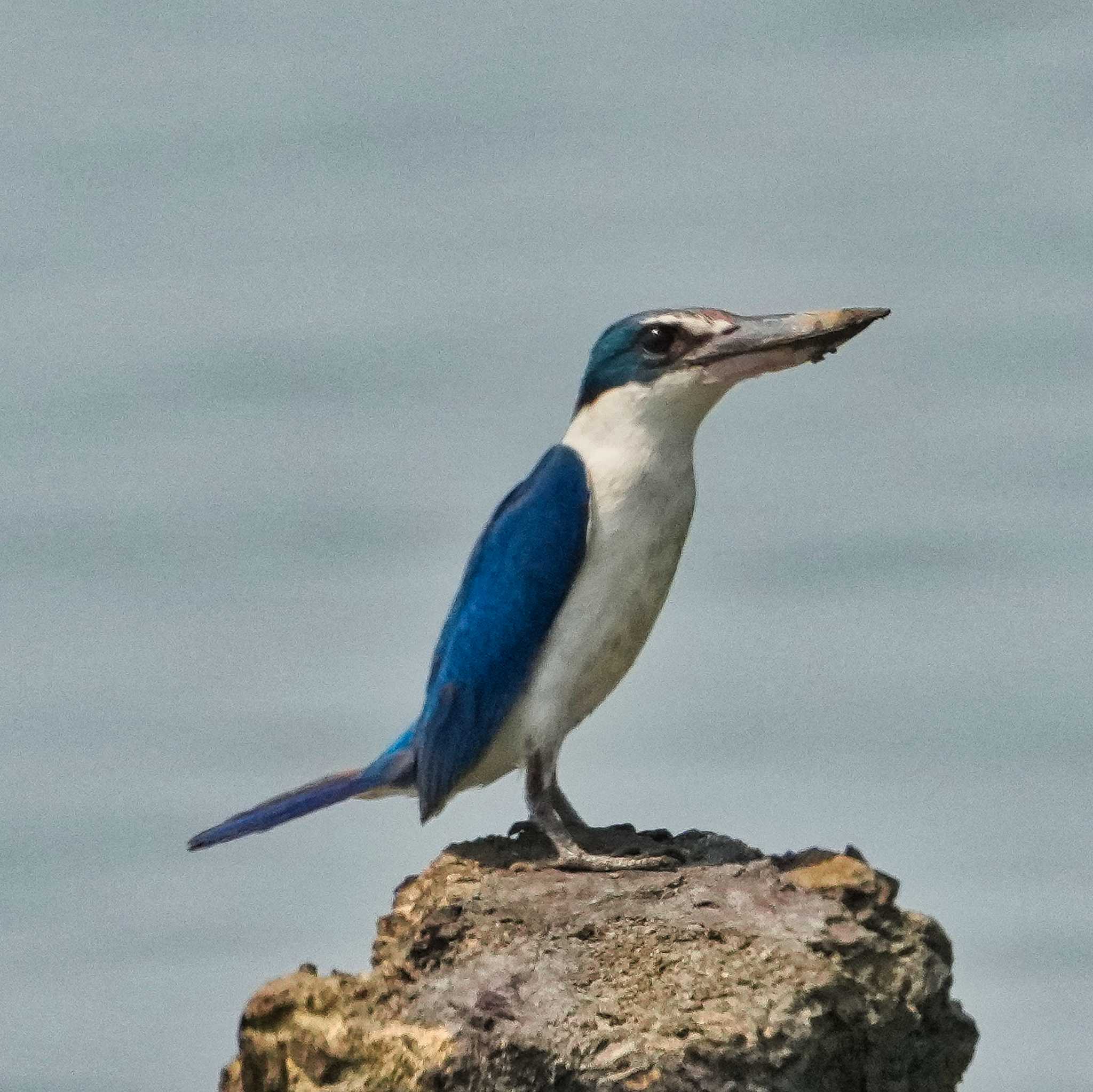 Khlung District, Chanthaburi, Thailand ナンヨウショウビンの写真 by span265