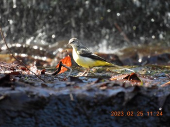 Grey Wagtail 養老公園 Sat, 2/25/2023