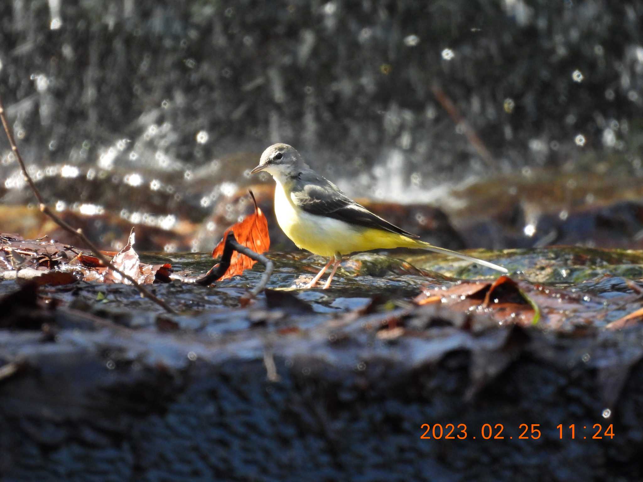 Photo of Grey Wagtail at 養老公園 by 得正