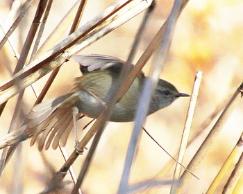 2023年2月25日(土) 大仙公園の野鳥観察記録