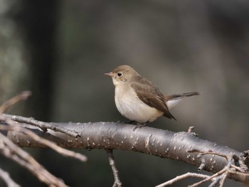 2023年2月25日(土) 大阪城公園の野鳥観察記録