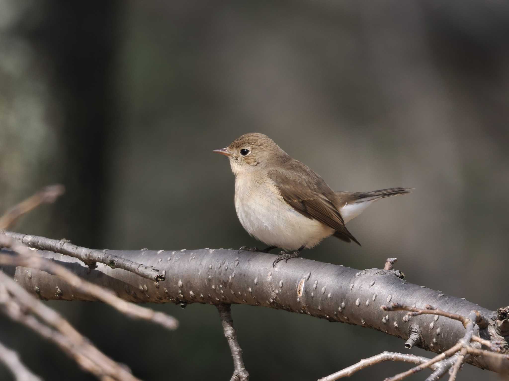 Red-breasted Flycatcher