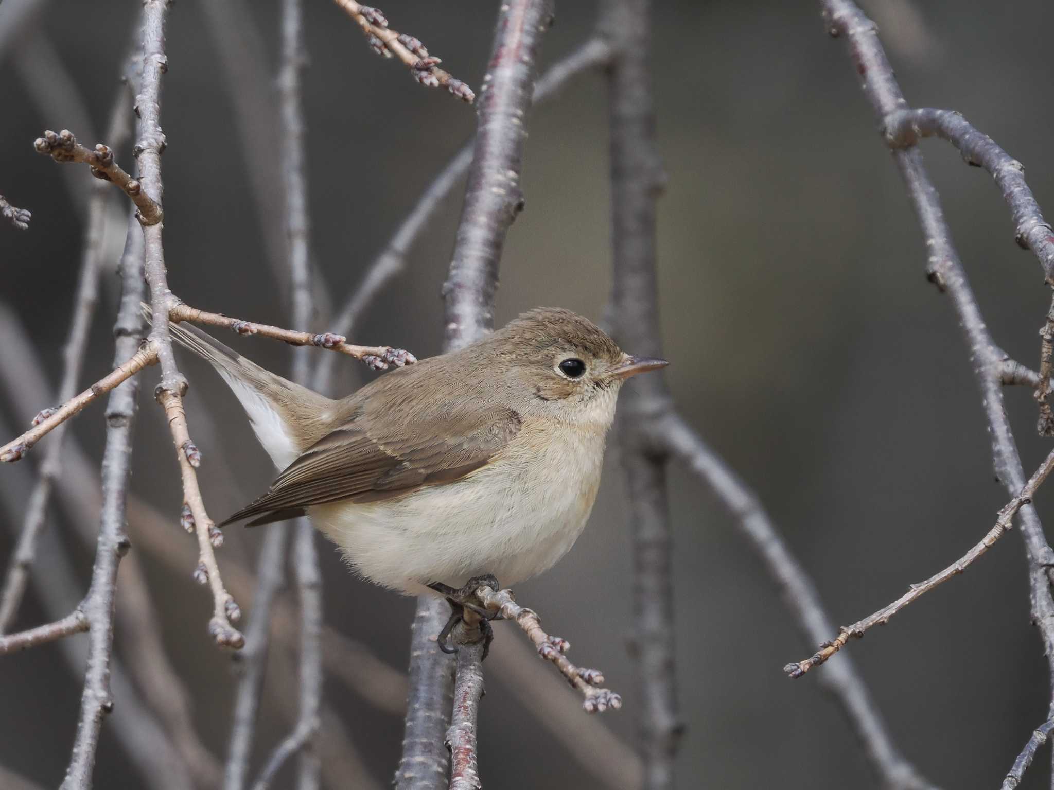 Red-breasted Flycatcher