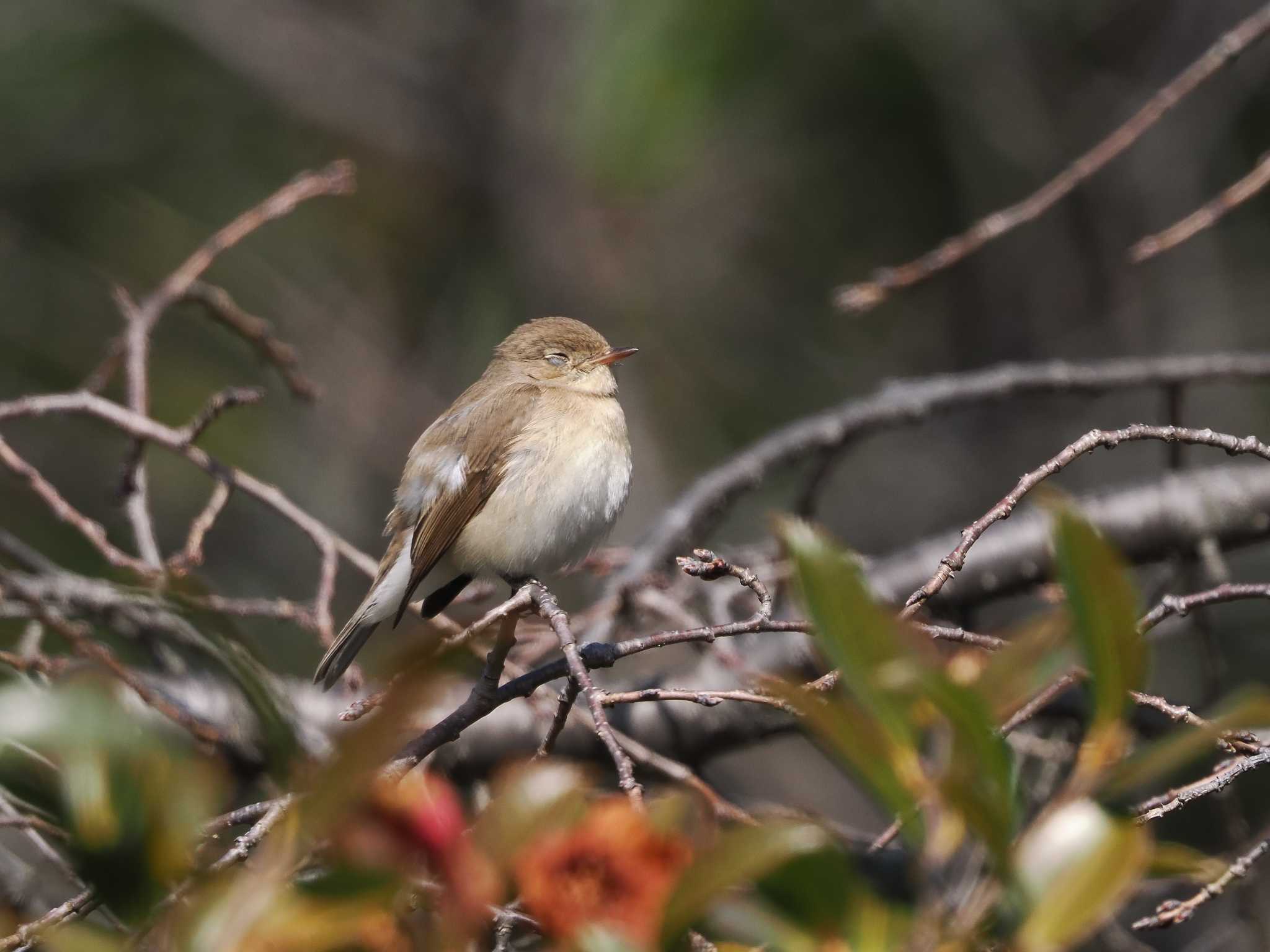 Red-breasted Flycatcher