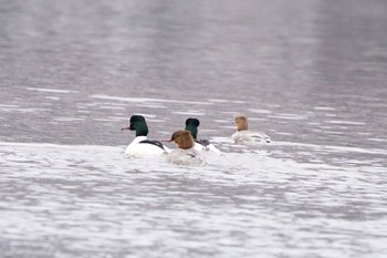 カワアイサ 栃木県 2023年2月23日(木)