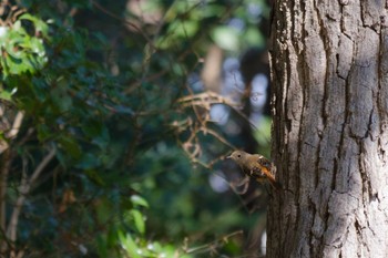 2023年2月25日(土) 船橋法典の野鳥観察記録