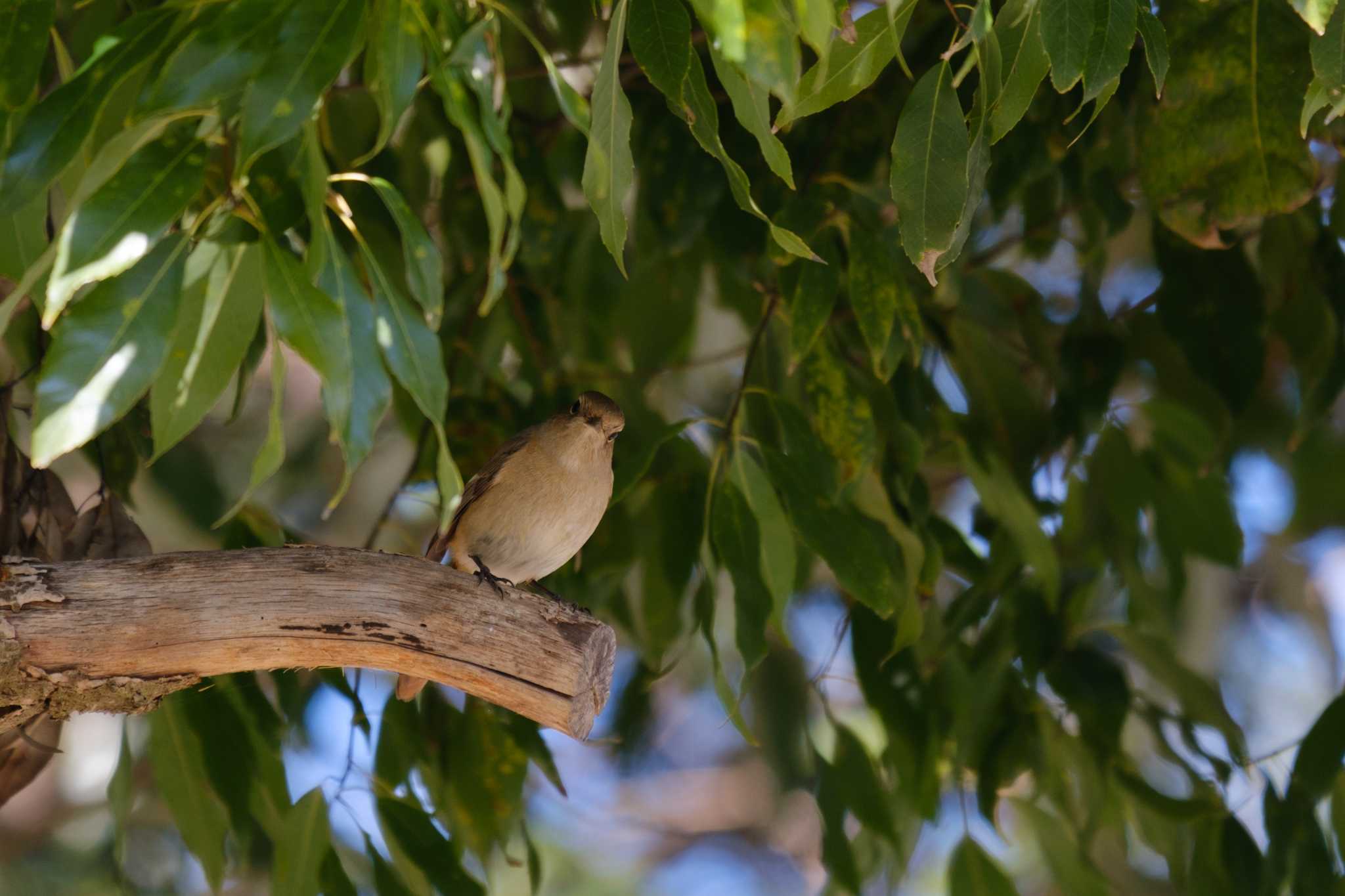 Daurian Redstart