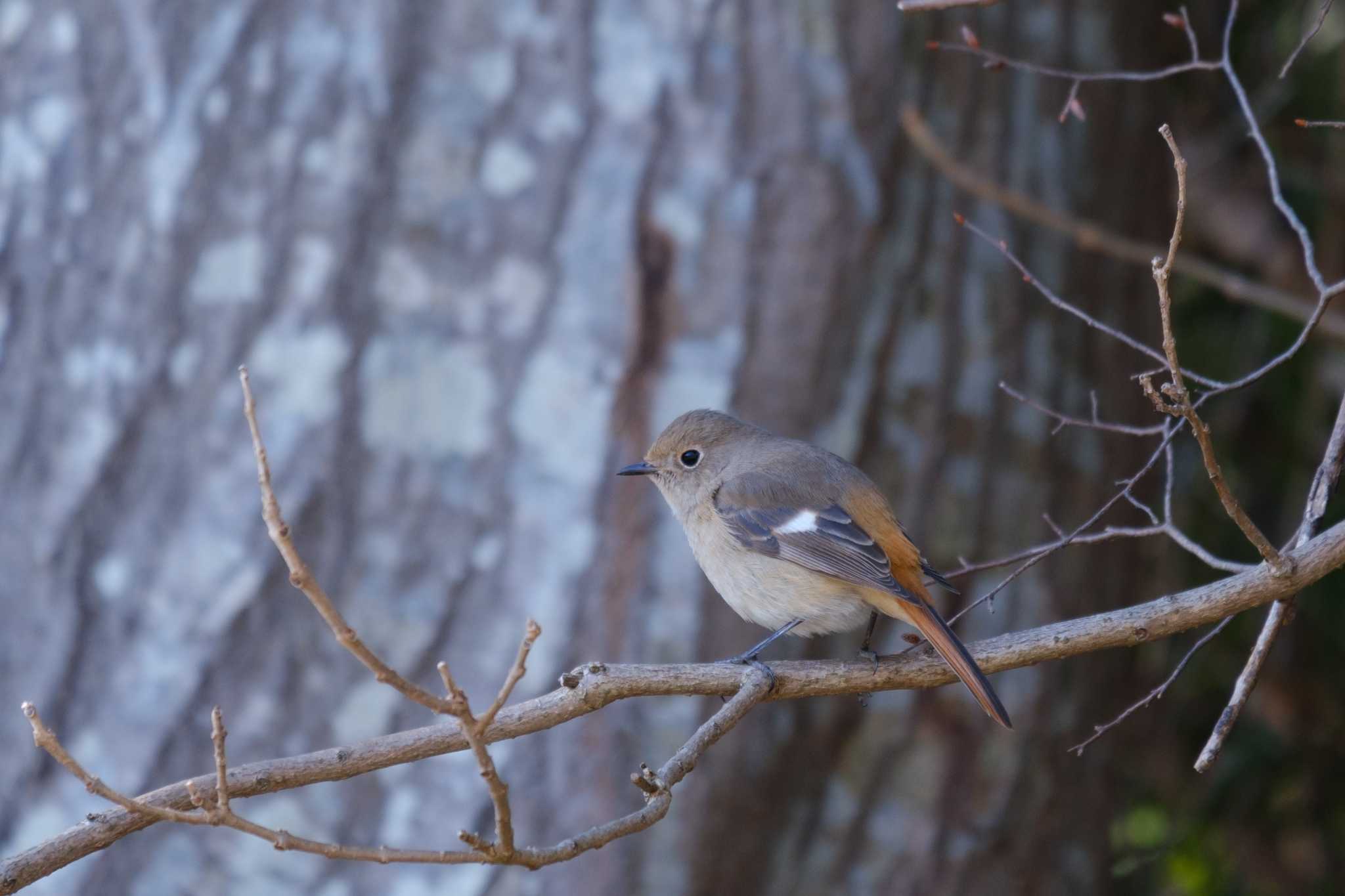 Daurian Redstart