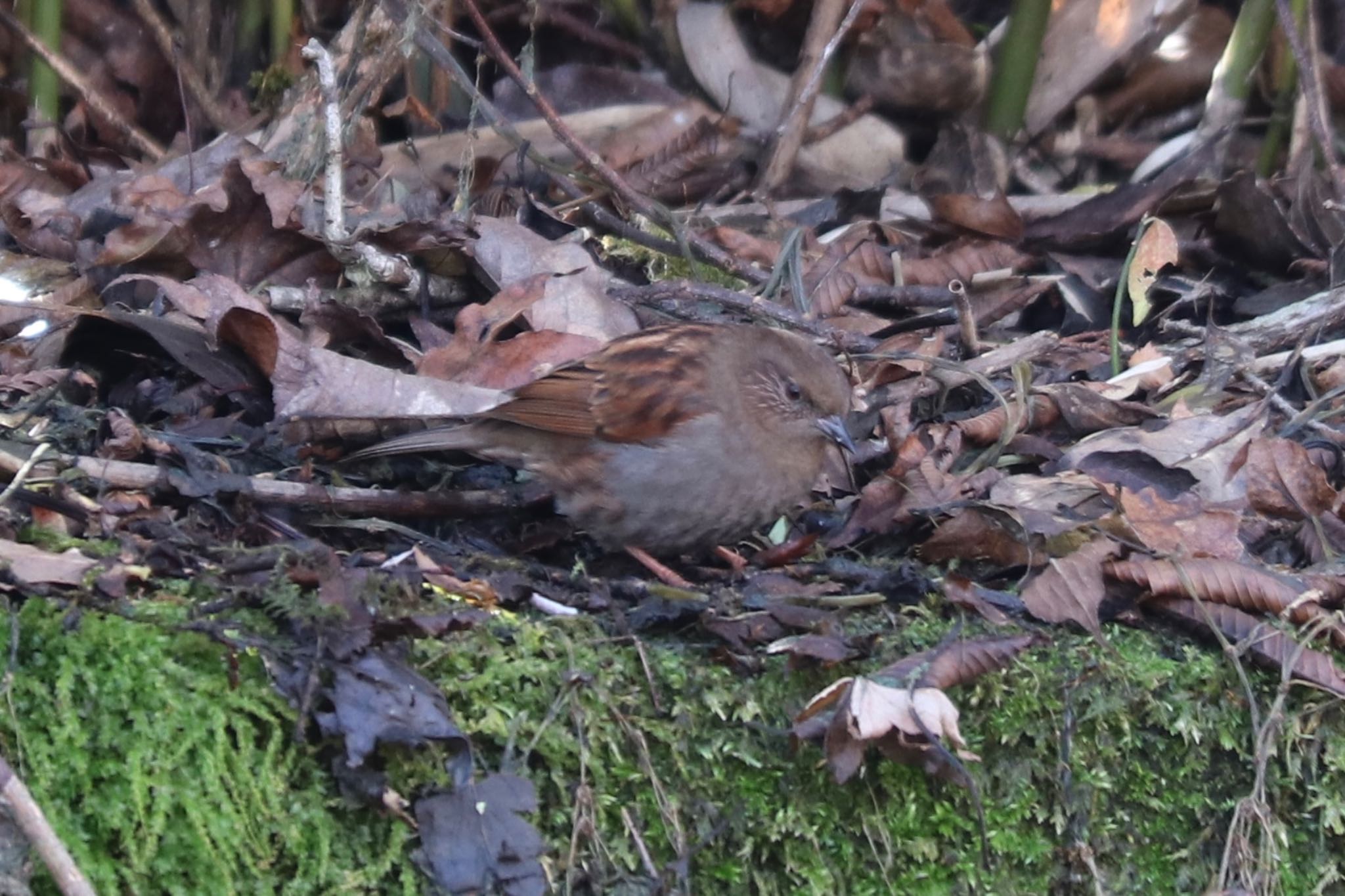 Japanese Accentor