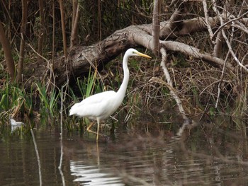 ダイサギ 千葉市泉自然公園 2023年2月25日(土)