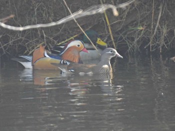 Mandarin Duck 千葉市泉自然公園 Sat, 2/25/2023