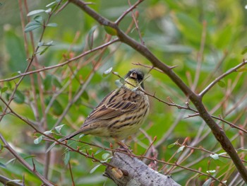 2023年2月25日(土) 横浜市立金沢自然公園の野鳥観察記録