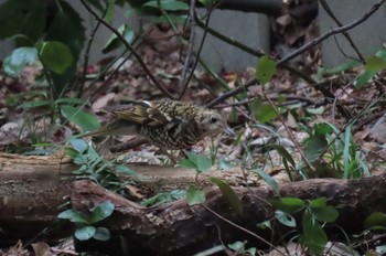 2023年2月24日(金) 石神井公園の野鳥観察記録