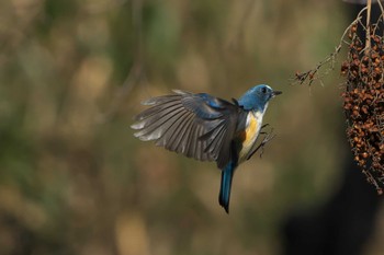 2023年2月23日(木) 明石市の野鳥観察記録