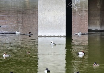 2023年2月25日(土) 農村公園(富士吉田市)の野鳥観察記録