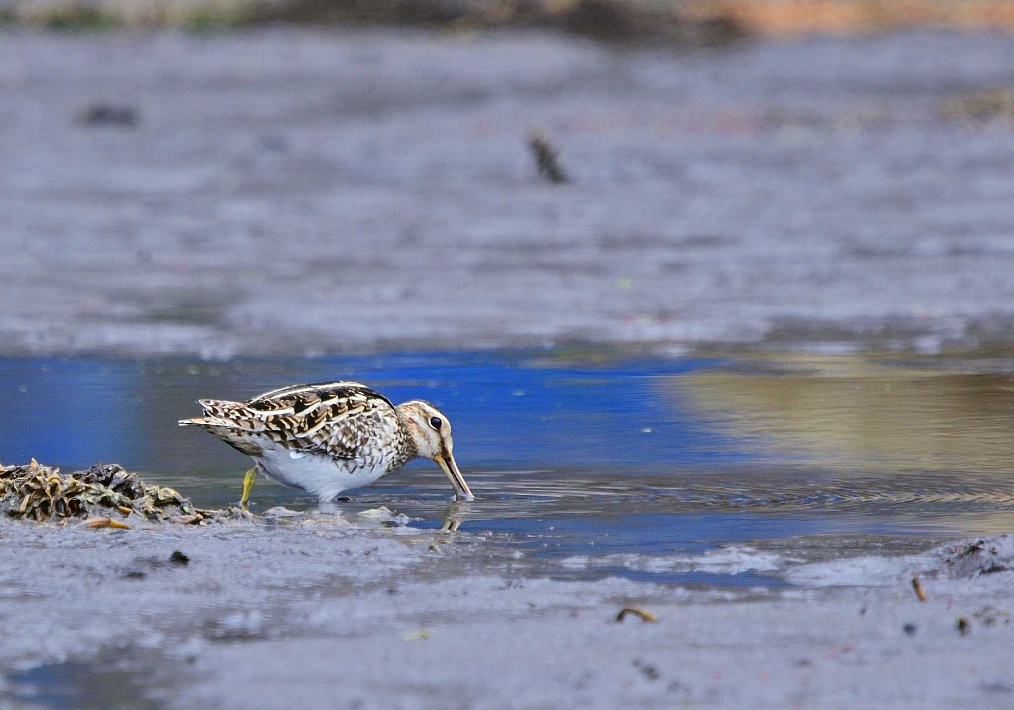 Common Snipe