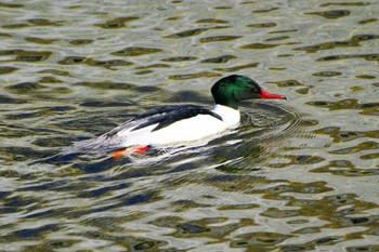 Common Merganser 玉川(厚木市) Wed, 2/22/2023