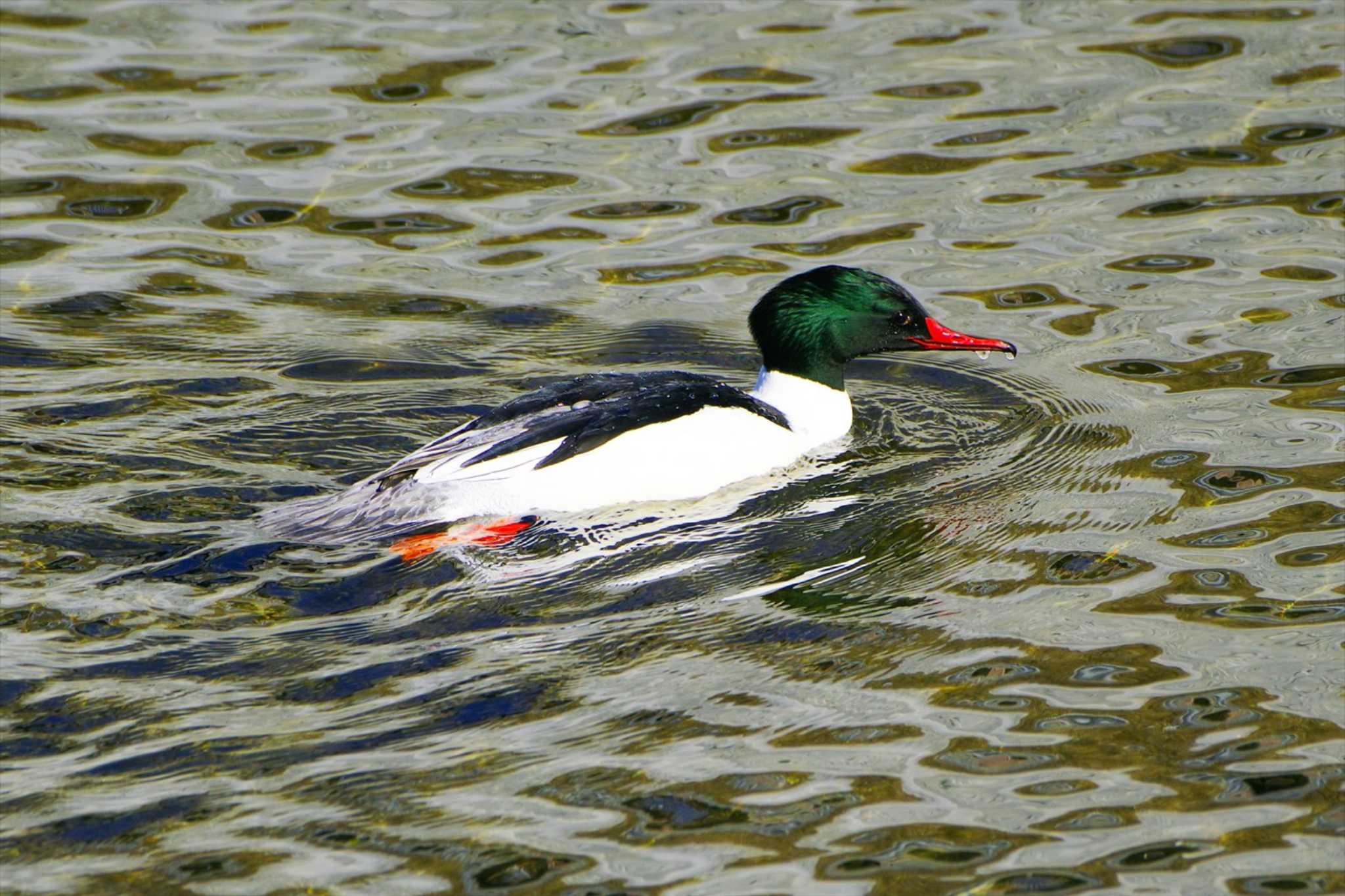 Common Merganser