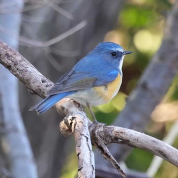 Red-flanked Bluetail 勅使池(豊明市) Sat, 2/25/2023