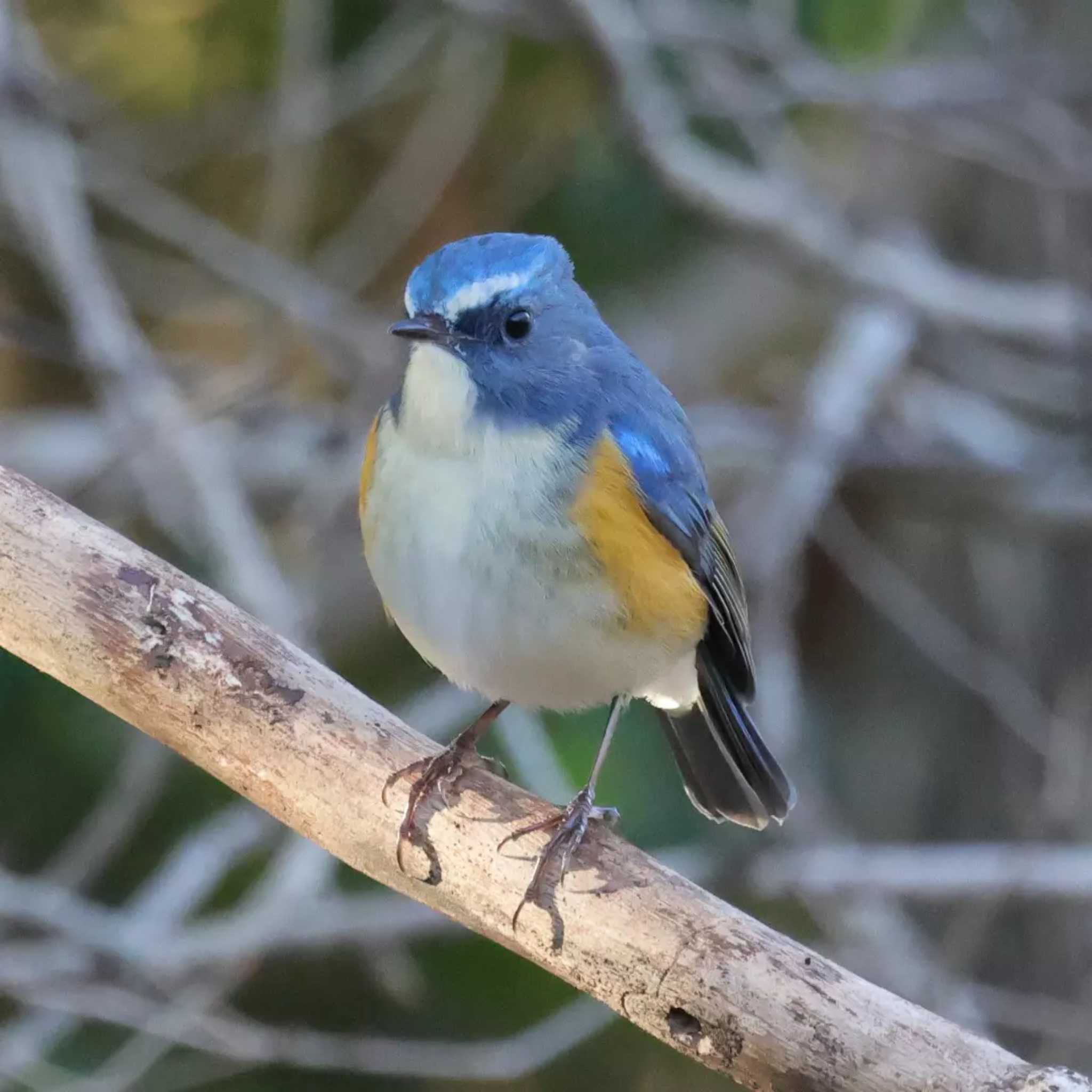 Photo of Red-flanked Bluetail at 勅使池(豊明市) by toshi