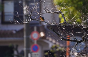 カワセミ 万代池 2023年2月25日(土)