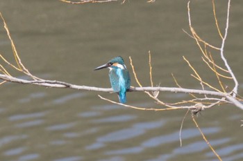 カワセミ 場所が不明 2023年2月25日(土)