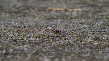 Eurasian Skylark 平城宮跡 Sat, 2/25/2023