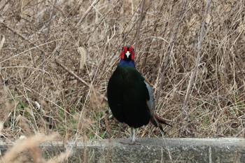 Green Pheasant 山口県周南市笠野川 Thu, 2/23/2023