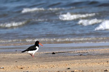 2023年2月23日(木) 高松干潟(四日市)の野鳥観察記録