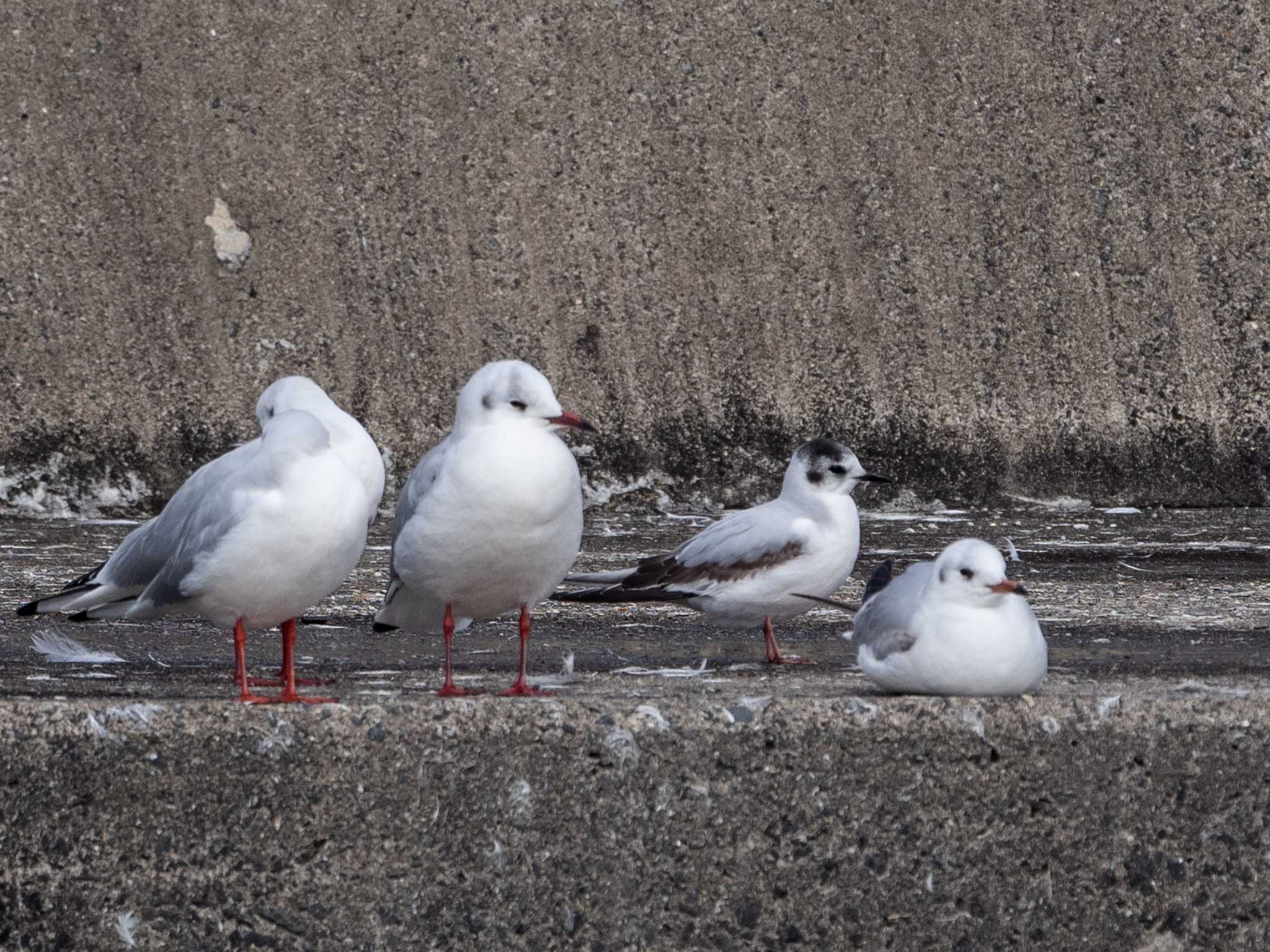 銚子漁港 ヒメカモメの写真 by ふなきち