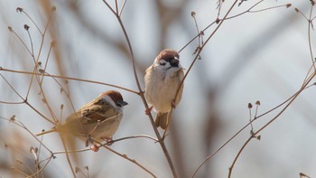 Eurasian Tree Sparrow 平城宮跡 Sat, 2/25/2023