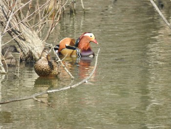 2021年2月11日(木) 勅使池(豊明市)の野鳥観察記録