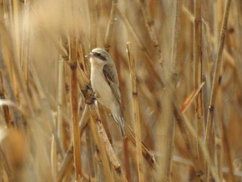 2021年3月19日(金) 三重県桑名市の野鳥観察記録