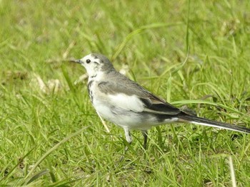 2021年3月20日(土) 愛知県西尾市の野鳥観察記録