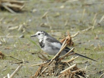 White Wagtail(leucopsis) 愛知県西尾市 Sat, 3/20/2021