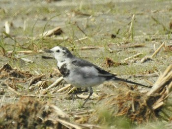 White Wagtail(leucopsis) 愛知県西尾市 Sat, 3/20/2021