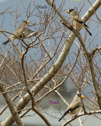 Japanese Grosbeak Unknown Spots Unknown Date