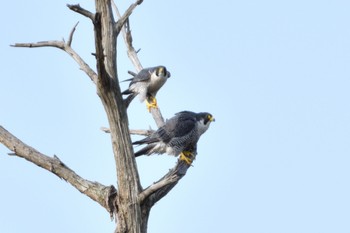 Peregrine Falcon Unknown Spots Sat, 2/25/2023