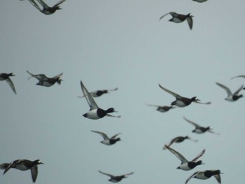 Greater Scaup 三重県松阪市 Sun, 4/25/2021