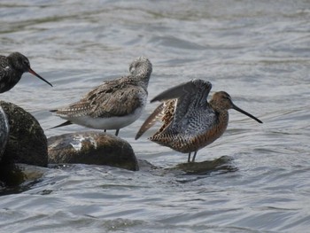 Long-billed Dowitcher 三重県松阪市 Sun, 4/25/2021