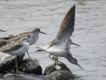 Common Greenshank 三重県松阪市 Sun, 4/25/2021