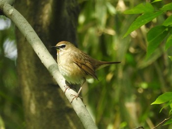 2021年5月4日(火) 祖父江ワイルドネイチャー緑地の野鳥観察記録