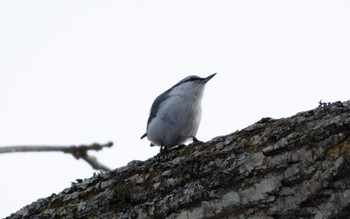 Eurasian Nuthatch(asiatica) Tomakomai Experimental Forest Sat, 2/18/2023